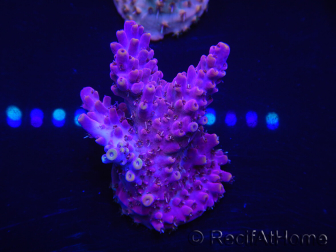 WYSIWYG Acropora 15H6 Mariculture acclimaté led