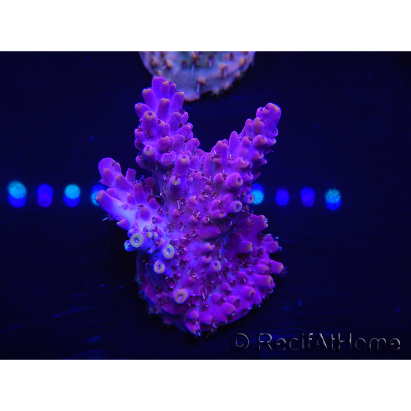 WYSIWYG Acropora 15H6 Mariculture acclimaté led