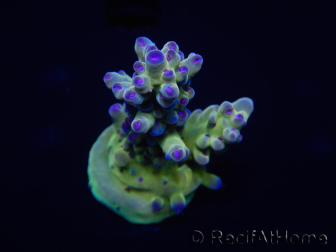 WYSIWYG Acropora rosaria 15H9 Maricultura aclimatada LED