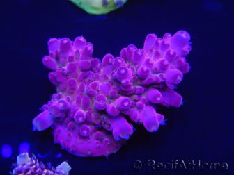 WYSIWYG Acropora rosaria 15I1 Mariculture acclimaté led