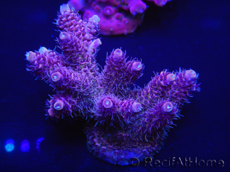 WYSIWYG Acropora millepora 15I3 Mariculture acclimaté led