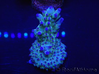 WYSIWYG Acropora rosaria 15I5 Mariculture acclimaté led