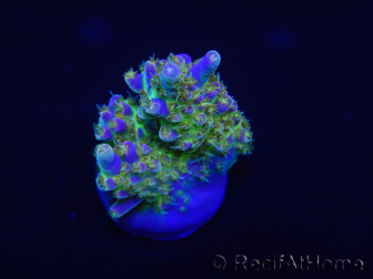 WYSIWYG Acropora 15J6 Fidji acclimaté led