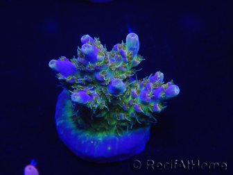 WYSIWYG Acropora 15J7 Fidji acclimaté led