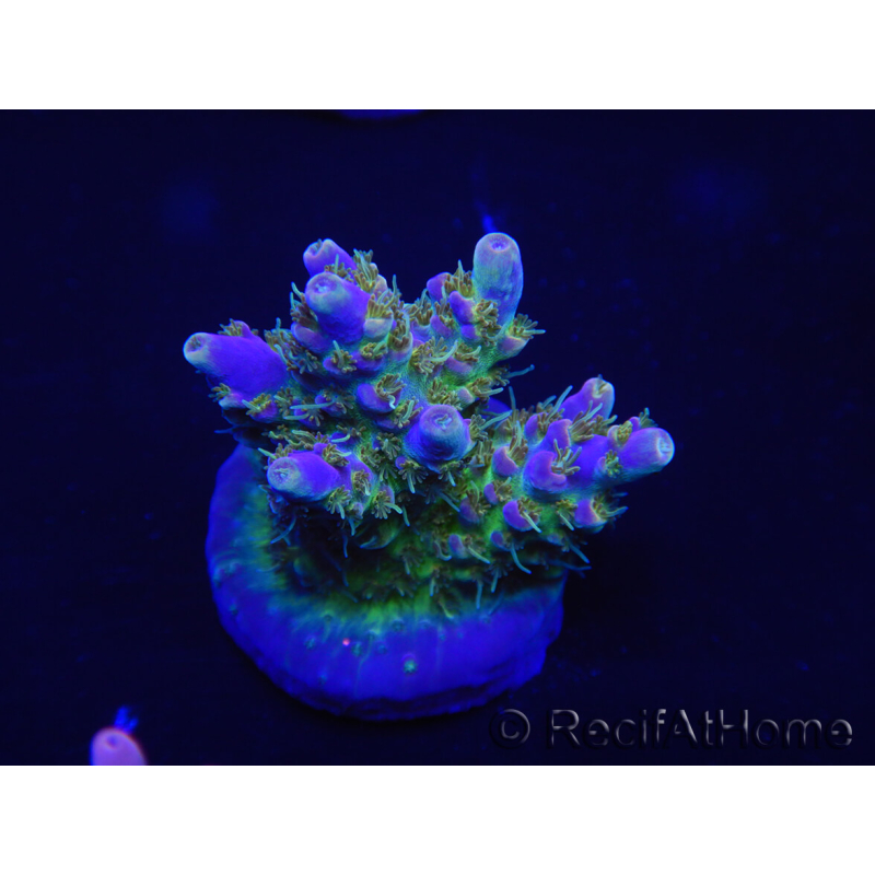 WYSIWYG Acropora 15J7 Fidji acclimaté led