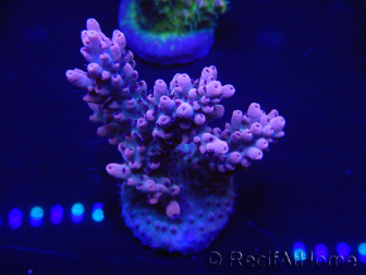 WYSIWYG Acropora 15J9 Maricultura aclimatado LED