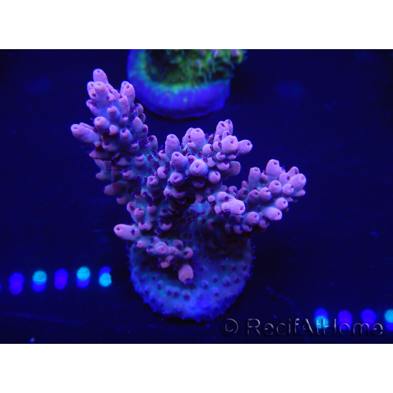 WYSIWYG Acropora 15J9 Maricoltura acclimatata a LED