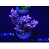 WYSIWYG Acropora 15J9 Maricoltura acclimatata a LED