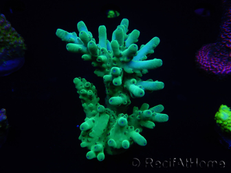 WYSIWYG Acropora 15K1 Australia acclimated LED