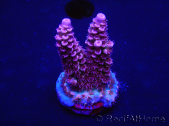 WYSIWYG Acropora tenuis 15K2 Mariculture acclimated LED