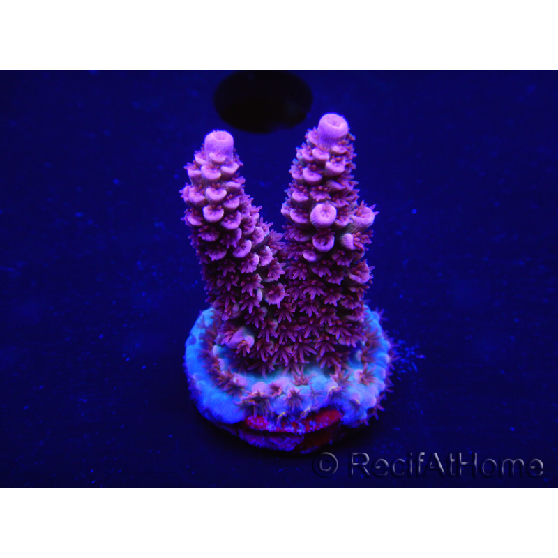 WYSIWYG Acropora tenuis 15K2 Maricoltura acclimatata led