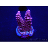 WYSIWYG Acropora tenuis 15K2 Maricoltura acclimatata led