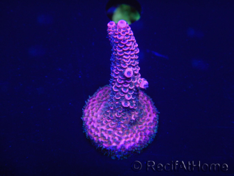 WYSIWYG Acropora millepora 15K4 Maricultura aclimatada LED