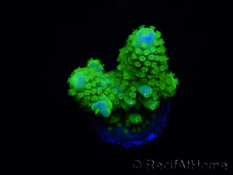 WYSIWYG Acropora 15L3 Mariculture acclimated LED