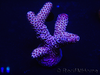 WYSIWYG Acropora15L5 Mariculture acclimaté led