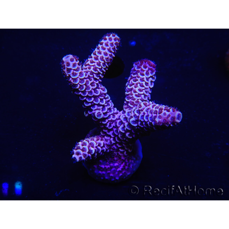 WYSIWYG Acropora spathulata 15L5 Australia aclimatado led