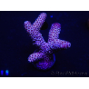 WYSIWYG Acropora spathulata 15L5 Australia aclimatado led