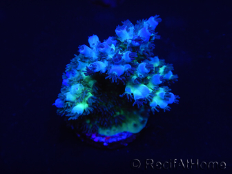 WYSIWYG Acropora 15L9 Fidji acclimaté led