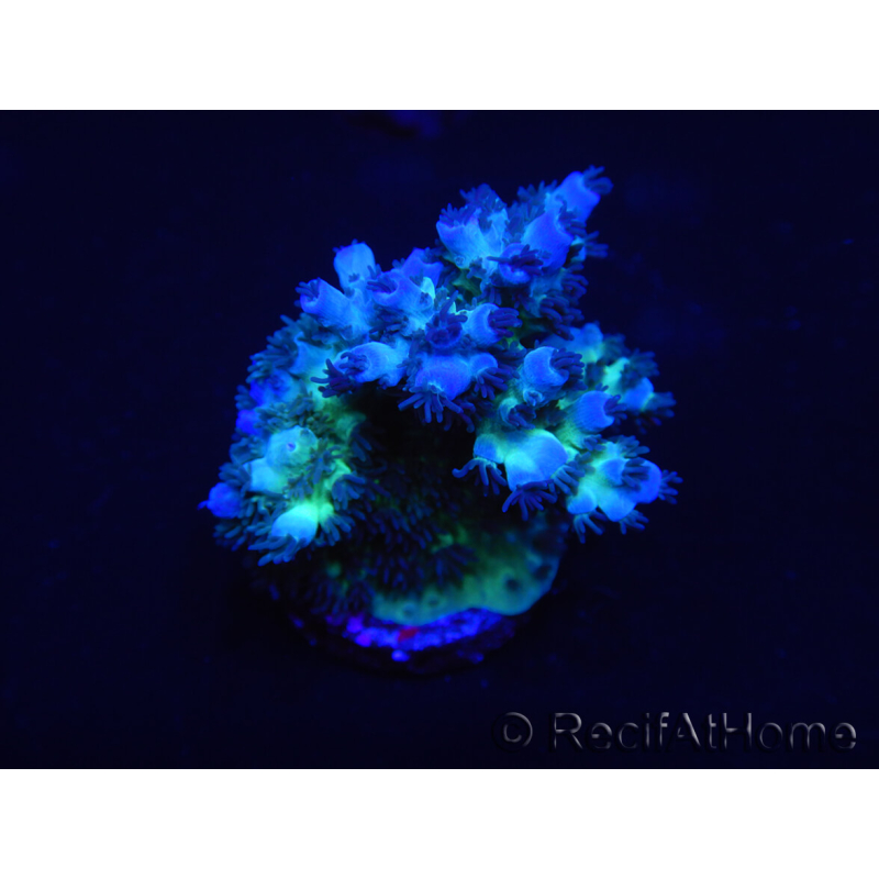 WYSIWYG Acropora 15L9 Fidji acclimaté led