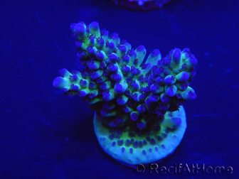 WYSIWYG Acropora 15M3 Australie acclimaté led