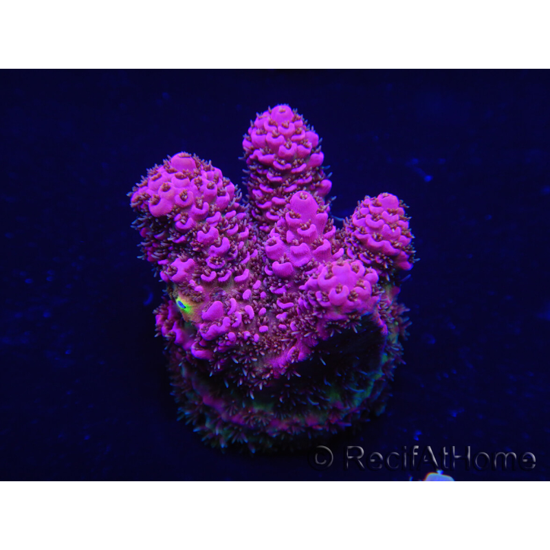 WYSIWYG Acropora hyacinthus 15M8 Mariculture acclimaté led