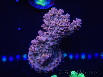 WYSIWYG Acropora 15N9 Maricultura aclimatada led