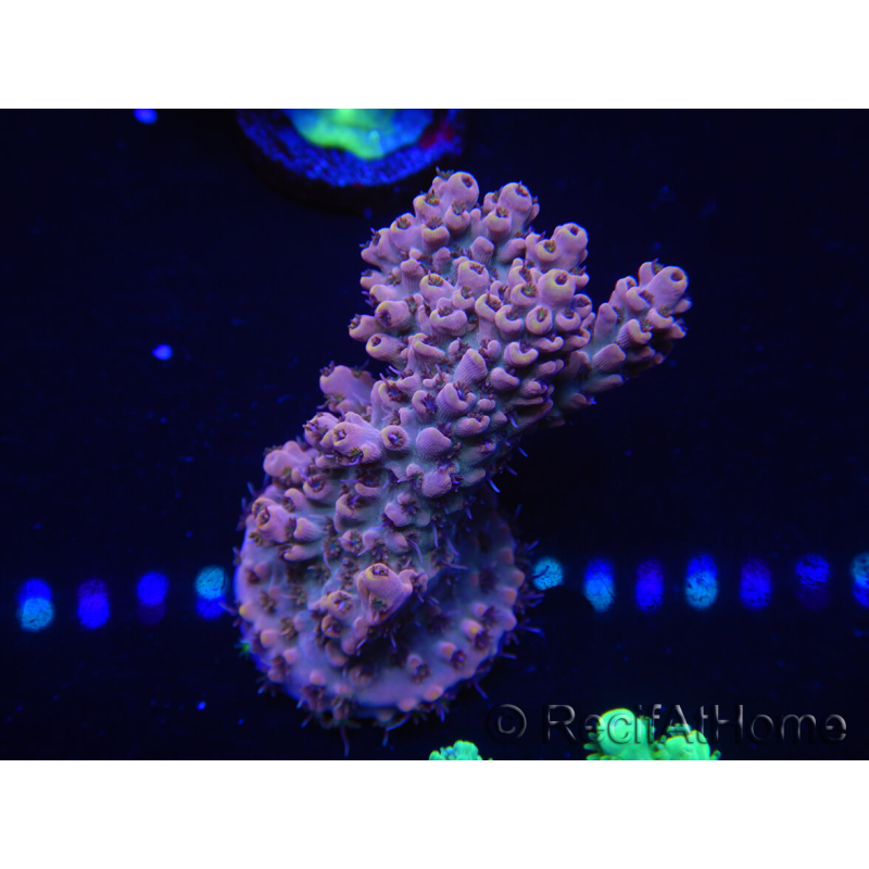 WYSIWYG Acropora 15N9 Mariculture acclimaté led