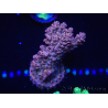 WYSIWYG Acropora 15N9 Maricultura aclimatada led