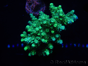 WYSIWYG Acropora aculeus 15O2 Australie Acclimaté led