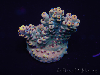 WYSIWYG Acropora 15A3 Maricultura aclimatada LED