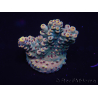 WYSIWYG Acropora 15A3 Maricultura aclimatada LED