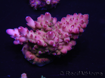 WYSIWYG Acropora rosaria 15C5 Mariculture acclimaté led