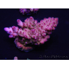 WYSIWYG Acropora rosaria 15C5 Mariculture acclimaté led