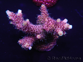 WYSIWYG Acropora millepora 15D4 Mariculture acclimaté led