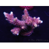 WYSIWYG Acropora millepora 15D4 Maricultuur geacclimatiseerd LED