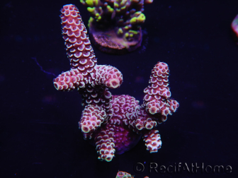 WYSIWYG Acropora spathulata 15E9 Australië geacclimatiseerd LED