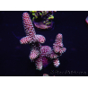 WYSIWYG Acropora spathulata 15E9 Australië geacclimatiseerd LED