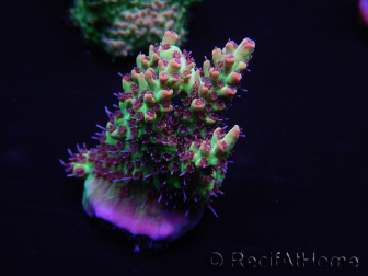 WYSIWYG Acropora microclados 15F5 Australia acclimatata a LED