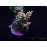 WYSIWYG Acropora microclados 15F5 Australia acclimatata a LED