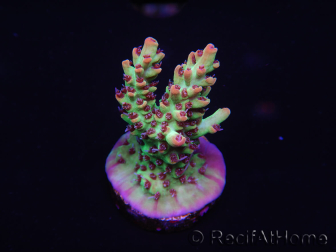 WYSIWYG Acropora microclados 15F6 Australia acclimatata a LED