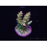 WYSIWYG Acropora microclados 15F6 Australia acclimatata a LED