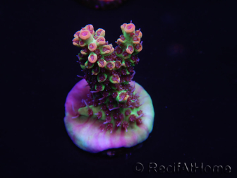 WYSIWYG Acropora microclados 15F7 Australië geacclimatiseerd LED