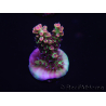 WYSIWYG Acropora microclados 15F7 Australië geacclimatiseerd LED