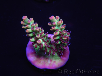 WYSIWYG Acropora microclados 15G1 Australië geacclimatiseerd LED