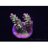 WYSIWYG Acropora microclados 15G1 Australië geacclimatiseerd LED