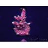 WYSIWYG Acropora millepora 15H2 Maricultura aclimatada LED