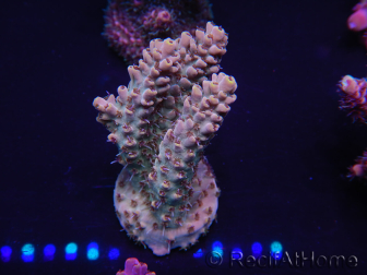 WYSIWYG Acropora 15H5 Mariculture acclimaté led