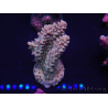 WYSIWYG Acropora 15H5 Mariculture acclimaté led