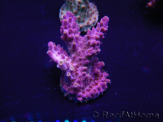 WYSIWYG Acropora 15H6 Mariculture acclimaté led