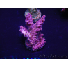 WYSIWYG Acropora 15H6 Mariculture acclimaté led